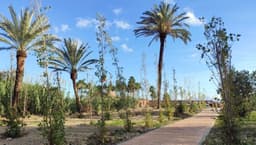 El Ayuntamiento de Estepona crea una nueva zona verde con un centenar de chopos junto al arroyo Taraje