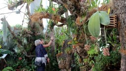 Florece por primera vez en Estepona una orquídea de las consideradas raras por el gran tamaño de sus hojas