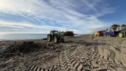 El Ayuntamiento intensifica la limpieza de las playas por el temporal y retira más de 2.500 metros cúbicos de cañas