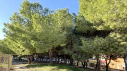El Ayuntamiento aplica casi 3.000 tratamientos en pinos para tratarlos contra la oruga procesionaria y evitar problemas de salud en personas y mascotas
