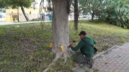 El Ayuntamiento aplica un tratamiento sostenible a más de medio millar de ficus para combatir la plaga de la psila