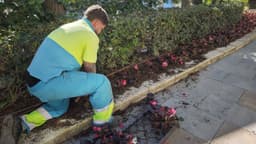 El Ayuntamiento impulsa una nueva campaña floral con más de 400.000 plantas para realzar la imagen de la ciudad