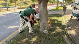 El Ayuntamiento aplica un tratamiento sostenible a más de medio millar de ficus para combatir la plaga de la psila