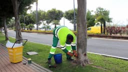 El Ayuntamiento aplica un tratamiento sostenible a más medio millar de ficus para combatir la plaga de la psila